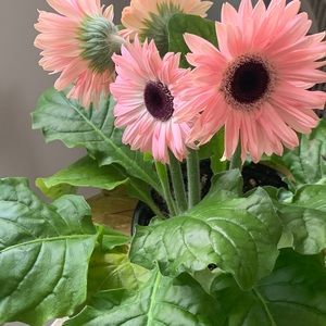 Meet your Posher, Francesca